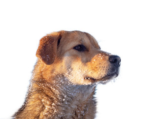 Dog face in the snow isolated on white background