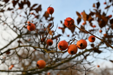 red berries in winter