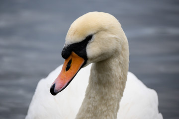 Obraz premium portrait of a swan
