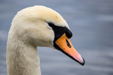 portrait of a swan