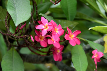 Obraz premium Colorful flowers in the garden.Plumeria flower blooming.Beautiful flowers in the garden Blooming in the summer.Landscaped Formal Garden. 