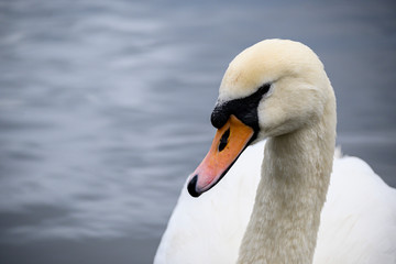 swan on the lake