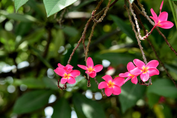 Colorful flowers in the garden.Plumeria flower blooming.Beautiful flowers in the garden Blooming in the summer.Landscaped Formal Garden.	