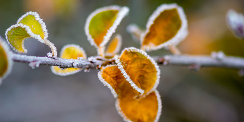 frozen branches and leaves in winter wonderland