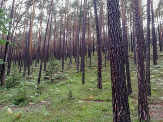 Naklejka premium Wald am Schlern