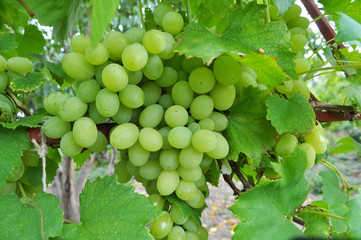 Grapes ripen on the branch of the bush