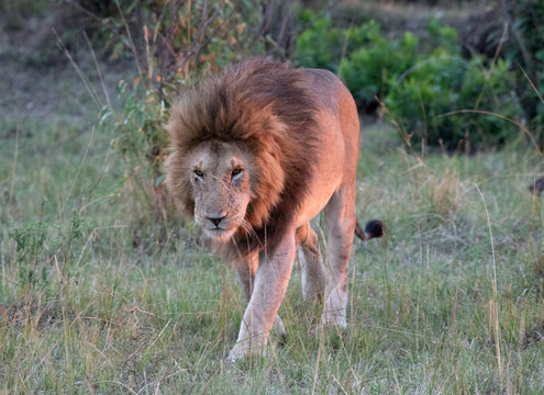 Male lion in masau mara