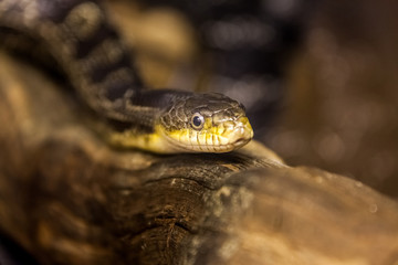 Beautiful snake resting in its habitat.