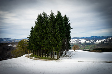 alberi nella neve