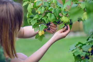 Female hands gathering black currant gathering on summer day.