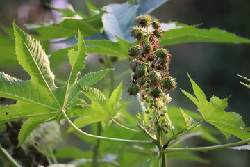 seed castor oil tree of Assam