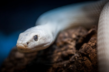 Beautiful snake resting in its habitat.