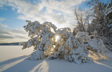 Fototapeta na wymiar A fallen tree in the snow and sunlight on a frozen lake.