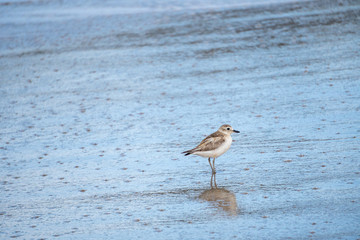 Banded Dotterel Bird Standing on Seashore at New Chums Beach, Coromandel Peninsula, New Zealand