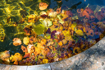 Naklejka na ściany i meble Colourful Sunlit Autumn Leaves Floating in a Pond