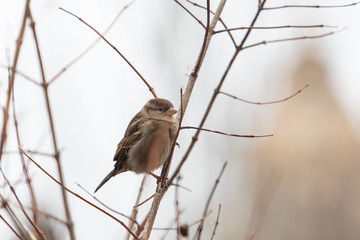 sparrow sits on a branch in the bushes in autumn