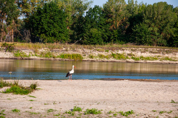 Wide blue river is slow flowing. Summer. Sunny weather and white sand. green trees far away. There...