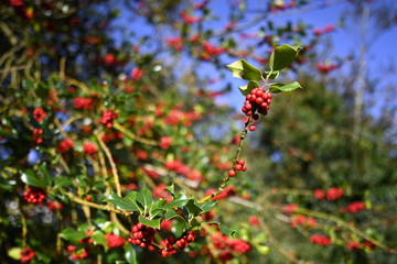 red berries on a branch