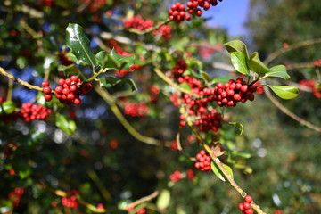 red berries on a branch