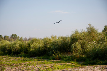 Wide blue river is slow flowing. Summer. Sunny weather and white sand. green trees far away. There is big bird stork 