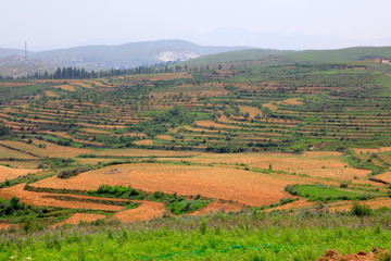Obraz premium terraces on hillside