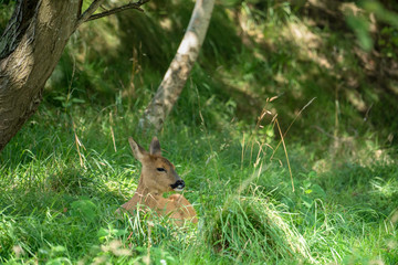 European Roe Deer (Capreolus capreolus) Sitting in the Shade