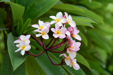 Beautiful spring flowers in the garden 