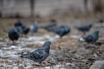 urban dove on grass against the background of other blurred flocks