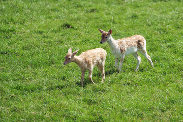 Fallow Deer (Dama dama)
