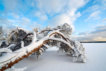 A tree in the snow lies on the shore of a frozen lake.