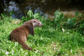 Eurasian Otter (Lutra lutra)