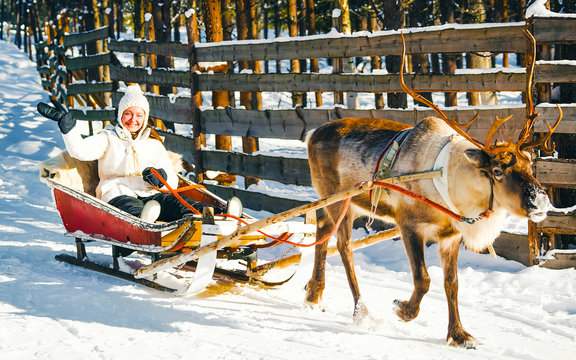 Woman on Reindeer sleigh in Finland in Rovaniemi at Lapland farm. Lady on Christmas sledge at winter sled ride safari with snow Finnish Arctic north pole. Fun with Norway Saami animals