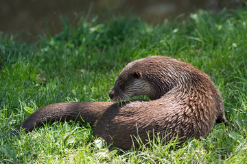 Eurasian Otter (Lutra lutra)