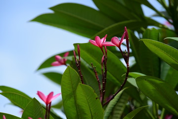 Obraz premium Flowers are blooming In the breeding season Has a green foliage background.white and yellow Plumeria