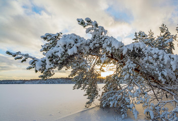 A fallen tree in the snow and sunlight on a frozen lake.