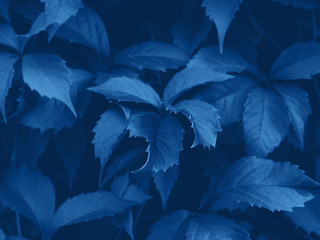Classic blue foliage botanical background with leaves detail. Color of 2020