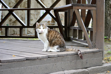 Obraz premium white brown cat sitting on the floor of wooden summerhouse pavilion