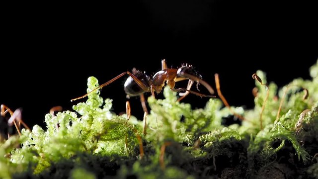 Macro footage of ants, eusocial insect. Slow motion.