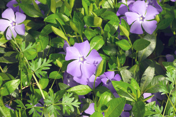 Vinca purple flowers among green leaves.