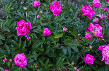 The whole bush of magnificent flowers of a pink peony in the middle of green leaves.