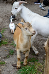 goats and sheeps in contact zoo animal portrait
