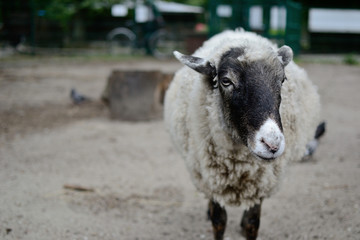 Sheep portrait black head white nose closup