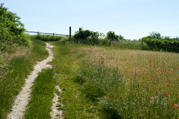 A Field of Poppies in Kent