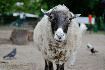 Obraz premium Sheep portrait black head white nose closup