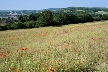 A Field of Poppies in Kent