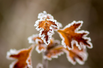 frozen branches and leaves in winter wonderland