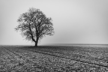 einsamer Baum im Winter auf einem Feld mit Frost, Nebel,Raureif und Schnee in schwarz weiss