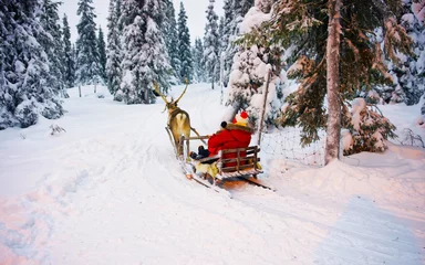 Foto auf Alu-Dibond Woman on Reindeer sleigh in Finland in Rovaniemi at Lapland farm. Lady on Christmas sledge at winter sled ride safari with snow Finnish Arctic north pole. Fun with Norway Saami animals © Roman Babakin