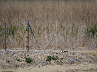 Pied Avocet.(Recurvirostra avosetta) Nesting by a Lagoon in Suffolk