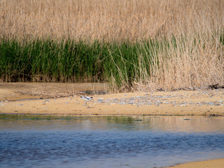 Pied Avocet (Recurvirostra avosetta) by a Lagoon in Suffolk